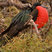 Great Frigatebird